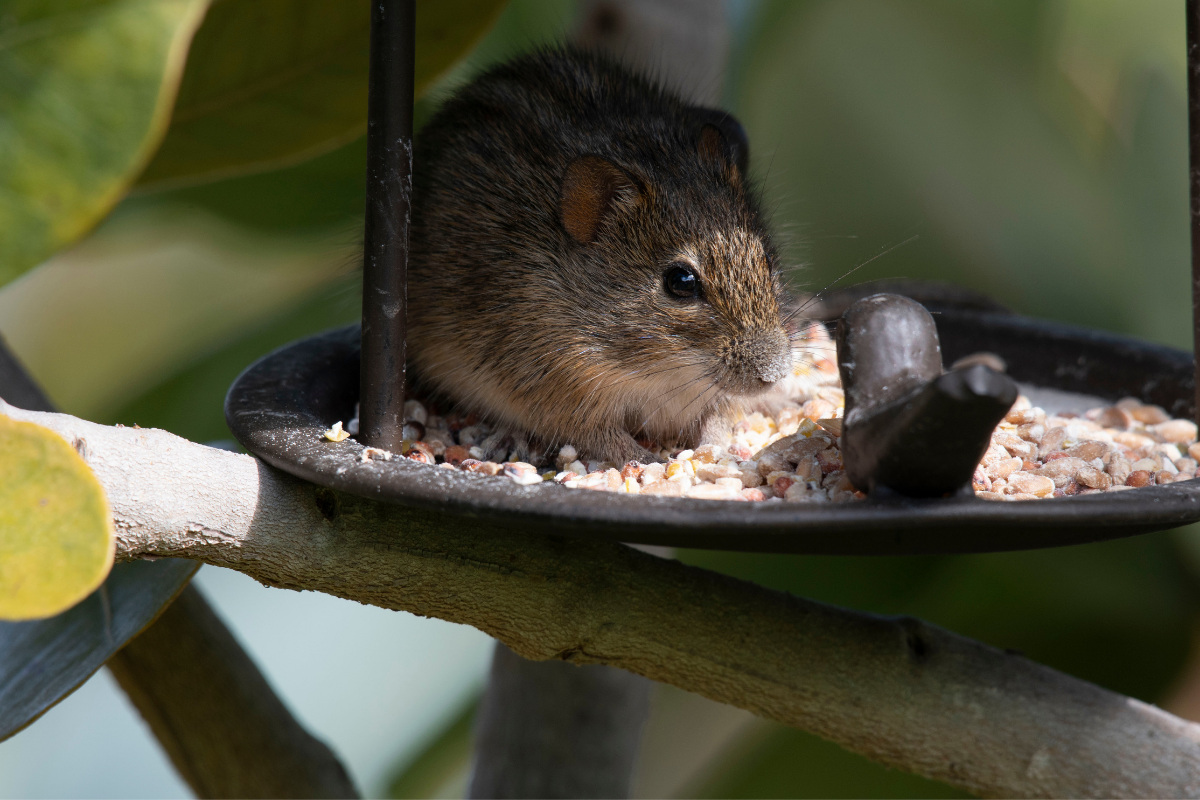 You may need to remove your birdfeeder - a top tip to keep rodents out of your shed