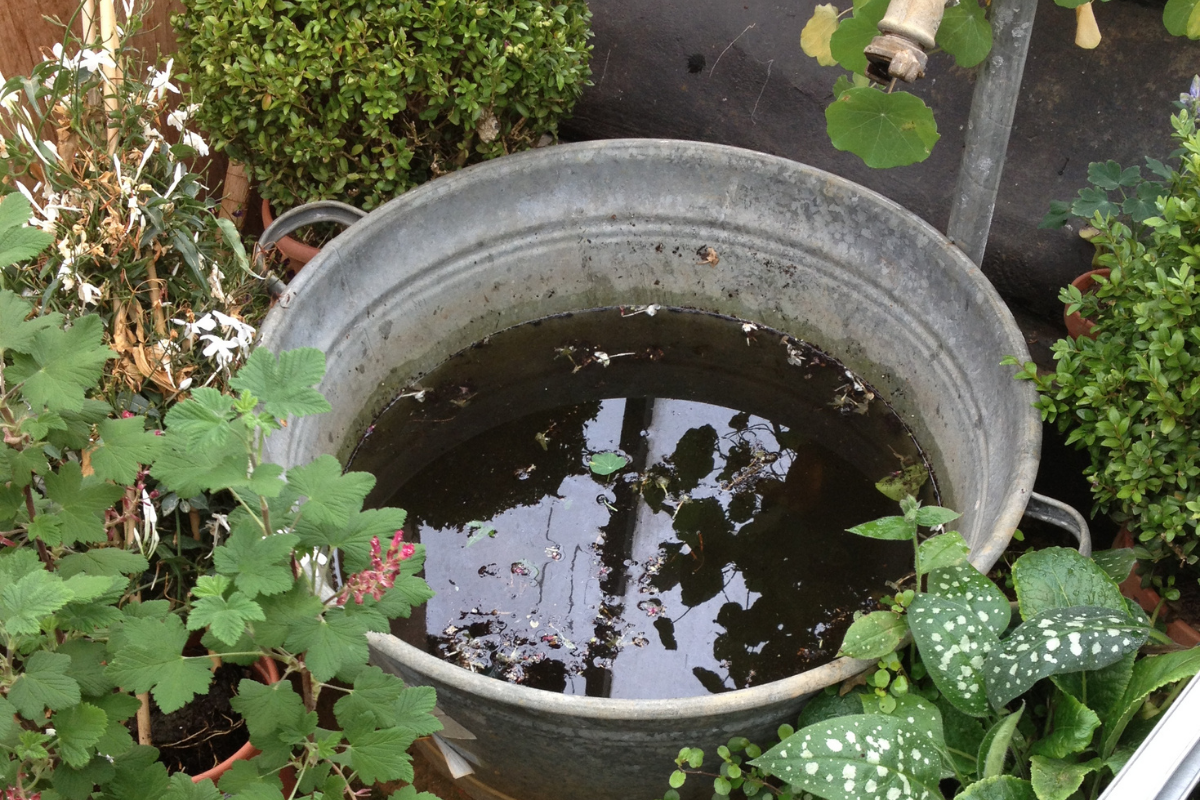 Buckets full of rainwater attract rats and mice to a garden - a top tip to keep rodents out of your shed